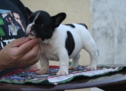 Bulldog francés Cachorros Para Adopción